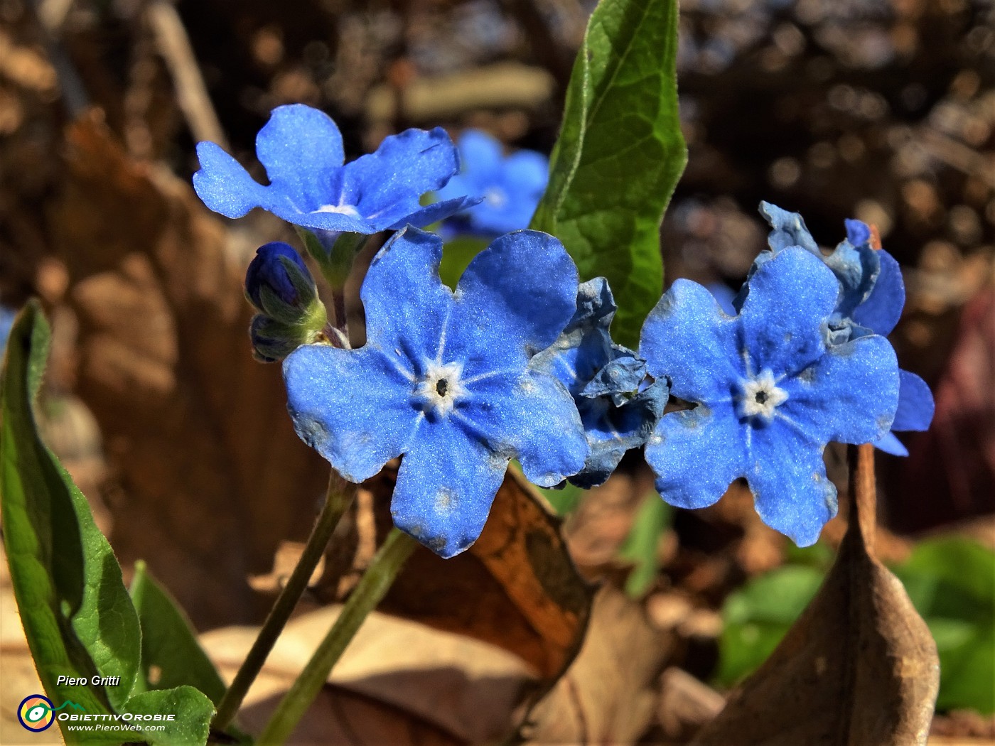 39 Borrana primaverile (Omphalodes verna).JPG